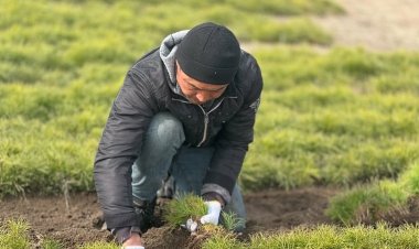 «Ертіс орманы» резерватының тұқымбағынан қарағай көшеттері қазып алынуда