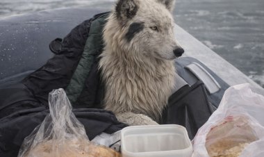 Собака на льдине: стали известы подробности спасения пса в Павлодаре