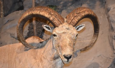 Баянауыл ауданында арқарлар мекені зерттелуде (видео)