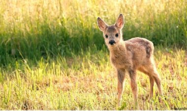 Германияда дрондарға шектеу күшейіп, бұғының төлдерін құтқару қиындады