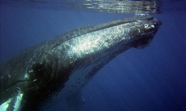 Ветеринары Германии спасут застрявшего на побережье кита