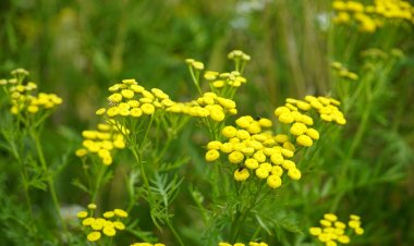 Как уберечься от сезонной аллергии, рассказали павлодарские врачи