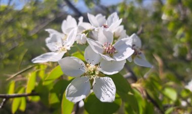 30 апреля в Павлодарской области потеплеет