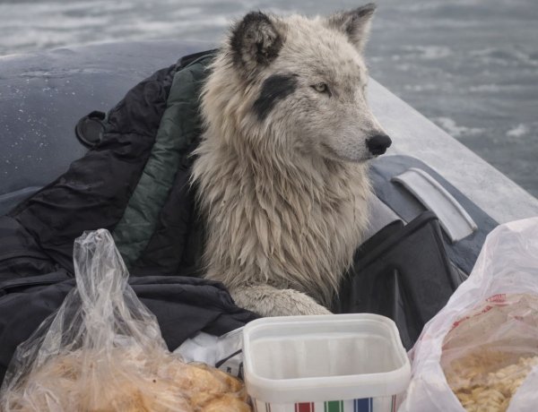 Собака на льдине: стали известны подробности спасения пса в Павлодаре