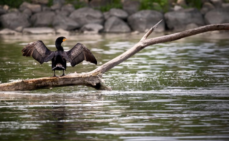 Павлодар облысында суқұзғындардың популяциясын реттеудің жаңа тәсілі қолданылады