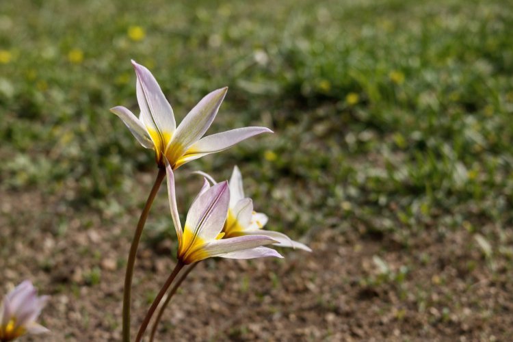 Манящее цветение: зачем павлодарцы едут в Баянаул весной