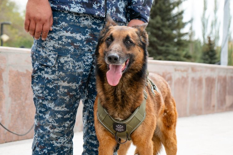 Павлодарда ауыр қылмыстарды ашуда кинологтардың  еңбегі зор