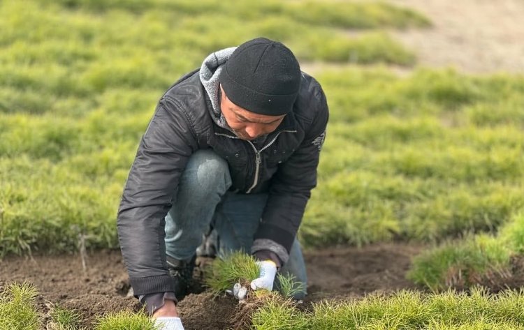 «Ертіс орманы» резерватының тұқымбағынан қарағай көшеттері қазып алынуда