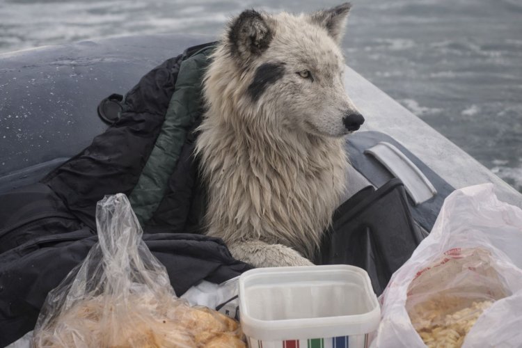 Собака на льдине: стали известны подробности спасения пса в Павлодаре
