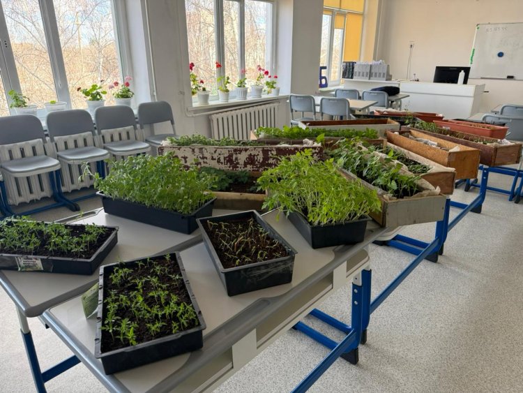 Ертіс ауданында оқушылар мектеп ауласын гүлге толы баққа айналдырмақ