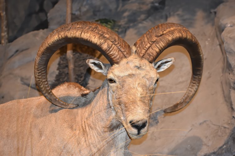 Баянауыл ауданында арқарлар мекені зерттелуде (видео)