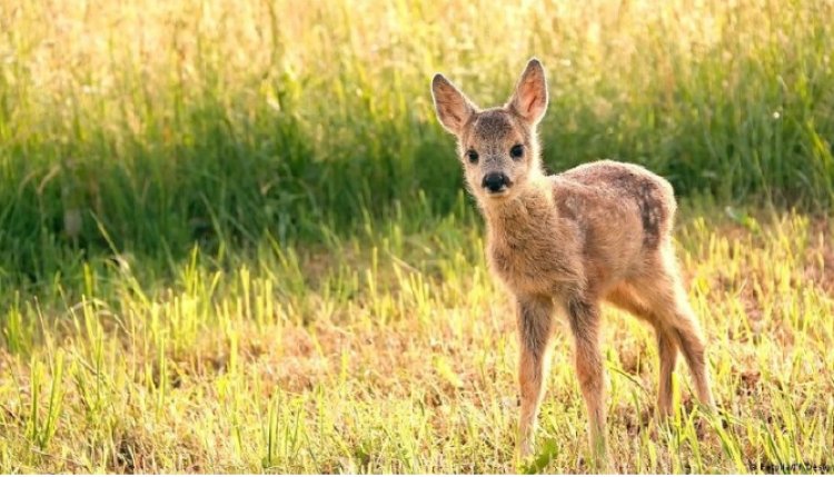 Германияда дрондарға шектеу күшейіп, бұғының төлдерін құтқару қиындады
