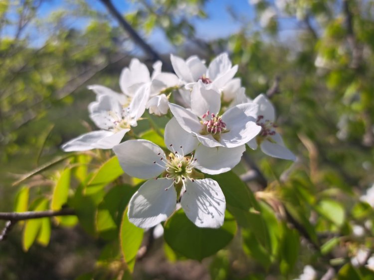 30 апреля в Павлодарской области потеплеет