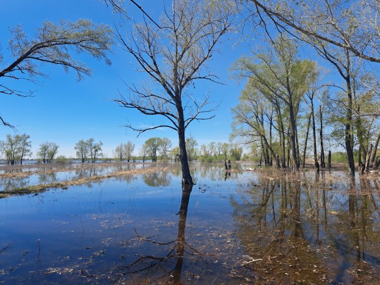 Весенние попуски: как в Павлодарской области поддержат природный баланс