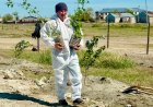 «Таза Қазақстан»: Баянауылдықтар қайың көшетін отырғызды
