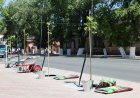 Павлодарда апатты ағаштар кесіліп, орнына жөке көшеттері отырғызылып жатыр