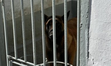Будни кинолога: как собаки в Павлодаре становятся «глазами» безопасности города