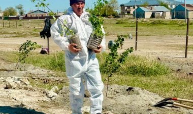 «Таза Қазақстан»: Баянауылдықтар қайың көшетін отырғызды
