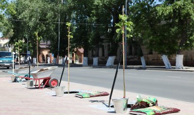 На улицах Павлодара реконструируют сотни деревьев