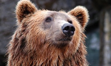 Румынских туристов напугал медведь