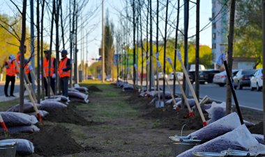 Как в Павлодарской области обновляют зелёный фонд и заменяют аварийные деревья