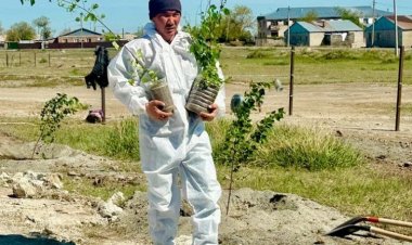 «Таза Қазақстан»: Баянауылдықтар қайың көшетін отырғызды