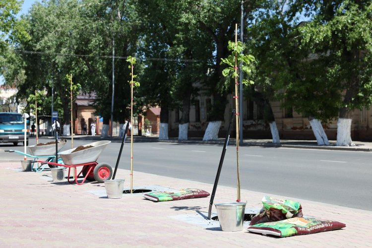 На улицах Павлодара реконструируют сотни деревьев