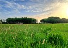 Павлодар облысында осы аптада қатты аптап ыстық күтіледі