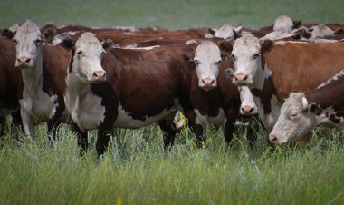 В Павлодарской области стартовали программы «Игілік» и «Береке»