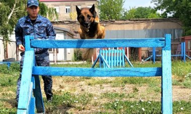 Павлодарлық кинология қызметінде неміс овчаркалары неліктен сұранысқа ие?