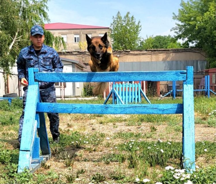 Павлодарлық кинология қызметінде неміс овчаркалары неліктен сұранысқа ие?