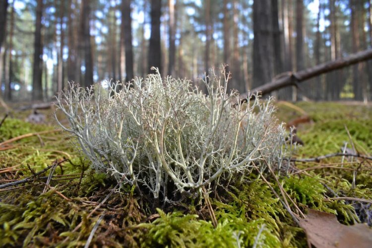 Павлодар облысында Қызыл кітапқа енген сирек қына сақталып келеді