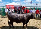 Павлодар облысының бұқасы халықаралық форумда екі мәрте чемпион атанды