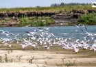 Планета Казахстан: крылатые обитатели Иртыша