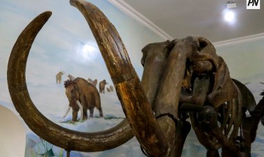 Павлодарскому мамонту дадут имя