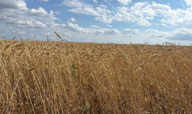 Павлодар облысында дәнді дақылдардың 70%-ы жиналды