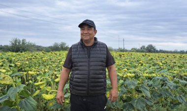 Павлодар облысында шаруалар майлы дақылдарға бет бұруда