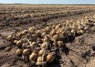 Павлодар ауданында суармалы жер көлемі ұлғайтылуда