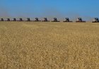 Жауын аз, күн ыстық: Шарбақты шаруалары өнімді қалай сақтап қалды?