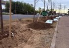 Новая липовая аллея появилась в Усольском микрорайоне Павлодара