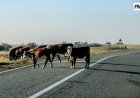Павлодар облысында мал жаю ережесін бұзған 2000-нан астам адам жауапқа тартылды
