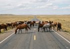 Павлодар облысында мал жаю талаптарын бұзғандар айыппұл арқалауда