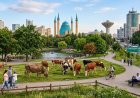 Павлодардың орталығында ірі қара жайылып жүр
