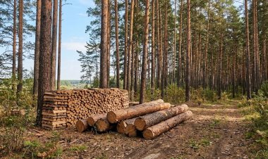 «Ертіс орманы» резерватында отындық ағаштың бағасы қанша?