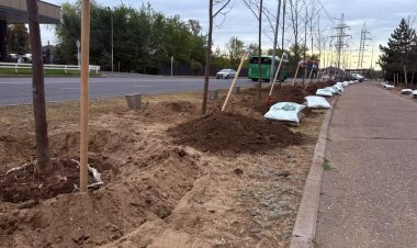 Новая липовая аллея появилась в Усольском микрорайоне Павлодара
