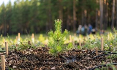 Павлодар ауданында жаңа көшеттер отырғызылып, ауыл аумағы абаттандырылды
