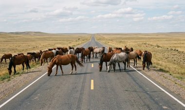 Павлодар облысында мал жаю талаптарын бұзғандар айыппұл арқалауда