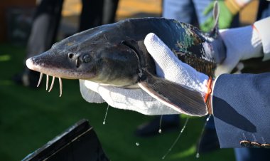 Участники форума увидели новый мост и выпустили мальков осетра в Иртыш