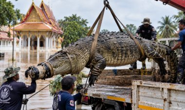 В Таиланде из затопленного храма эвакуировали крокодила