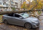 На автомобиль упало дерево: что делать павлодарцам